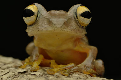 Close-up of a animal over black background