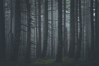 Trees in forest