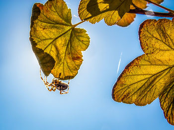 Low angle view of autumnal leaves against clear blue sky