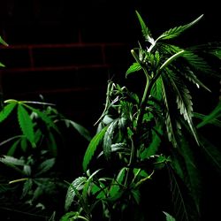 Close-up of fresh green plant at night