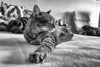 Close-up of cat sleeping on bed