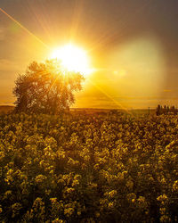 Scenic view of landscape against sky during sunset