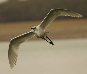 Close-up of bird flying