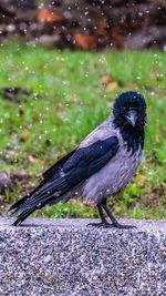 Black bird perching on a field