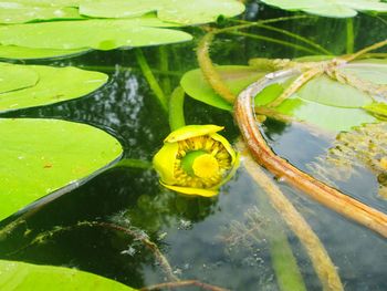 Close-up of yellow water lilies in pond