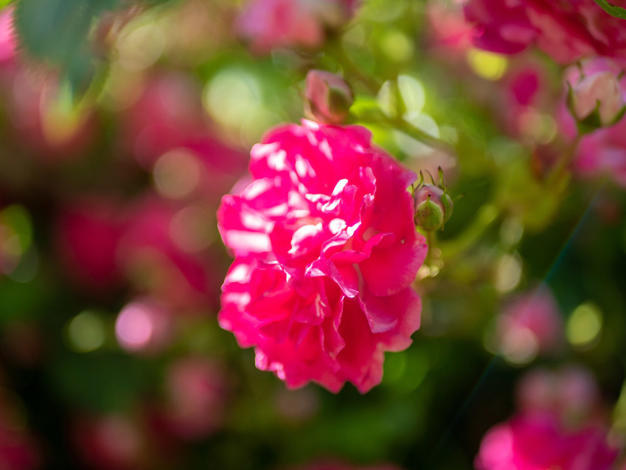 plant, flower, flowering plant, beauty in nature, pink, freshness, close-up, nature, blossom, petal, rose, flower head, inflorescence, no people, fragility, macro photography, outdoors, growth, focus on foreground, red, magenta, plant part, multi colored, selective focus, garden roses, springtime, summer, day, leaf