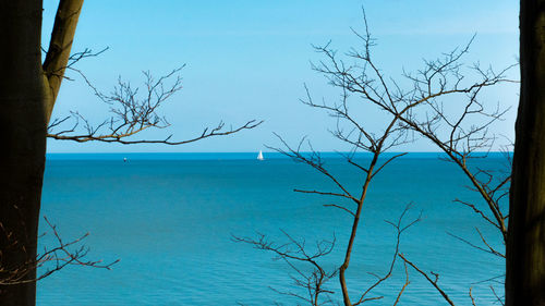 Bare tree by sea against blue sky