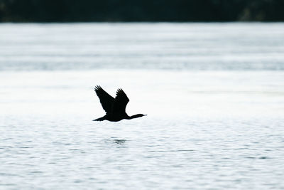 Bird flying over a sea