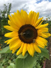 Close-up of bee on sunflower blooming against sky