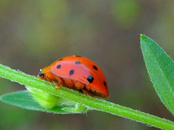 Close-up of ladybug on plant