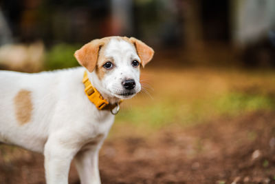 Portrait of dog looking away