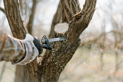 Close-up of hand in protective workwear holding saw and sawing tree trunk