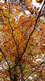 Low angle view of trees