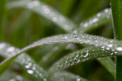 Close-up of wet plant leaves