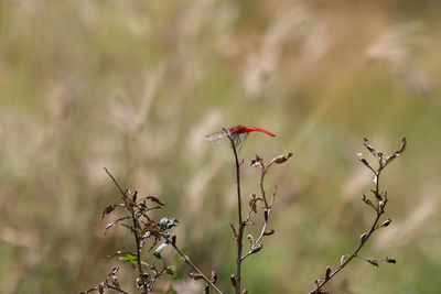 Close-up of bird perching on a plant