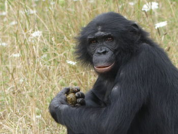 Portrait of chimpanzee on field
