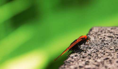 Close-up of insect on leaf