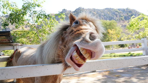 Portrait of horse on field