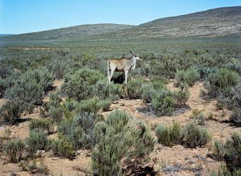 Dog on grassy field