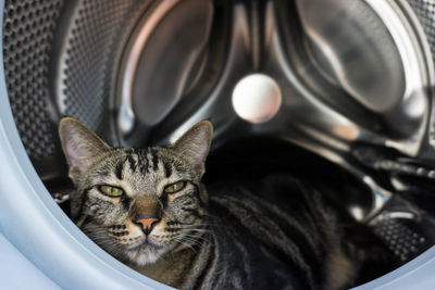 Close-up portrait of tabby cat