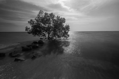 Tree by sea against sky