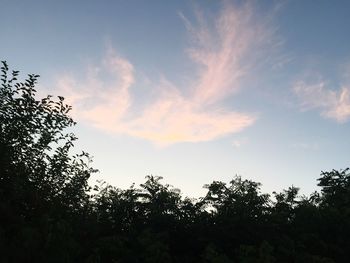 Low angle view of silhouette trees against sky