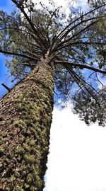 Low angle view of tree against sky