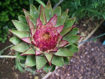 Close-up of succulent plant