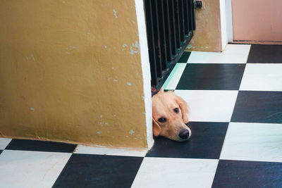 High angle view of a dog