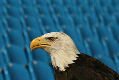 Close-up of eagle against blurred background