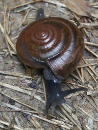 Close-up of snail