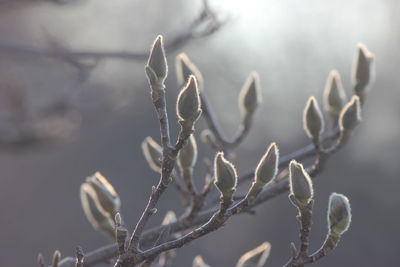 Close-up of snow covered plant