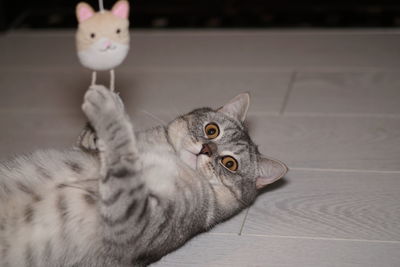 Close-up of british shorthair cat at playing with toy at home