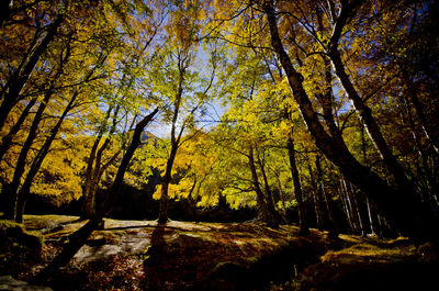 Trees in forest during autumn