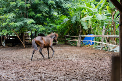 Horses in a farm