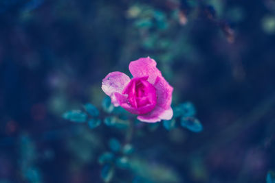 Close-up of pink flower blooming outdoors