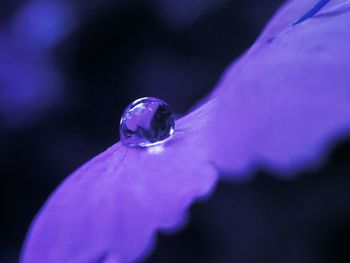 Close-up of water drop on flower