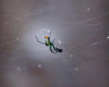Spider on web