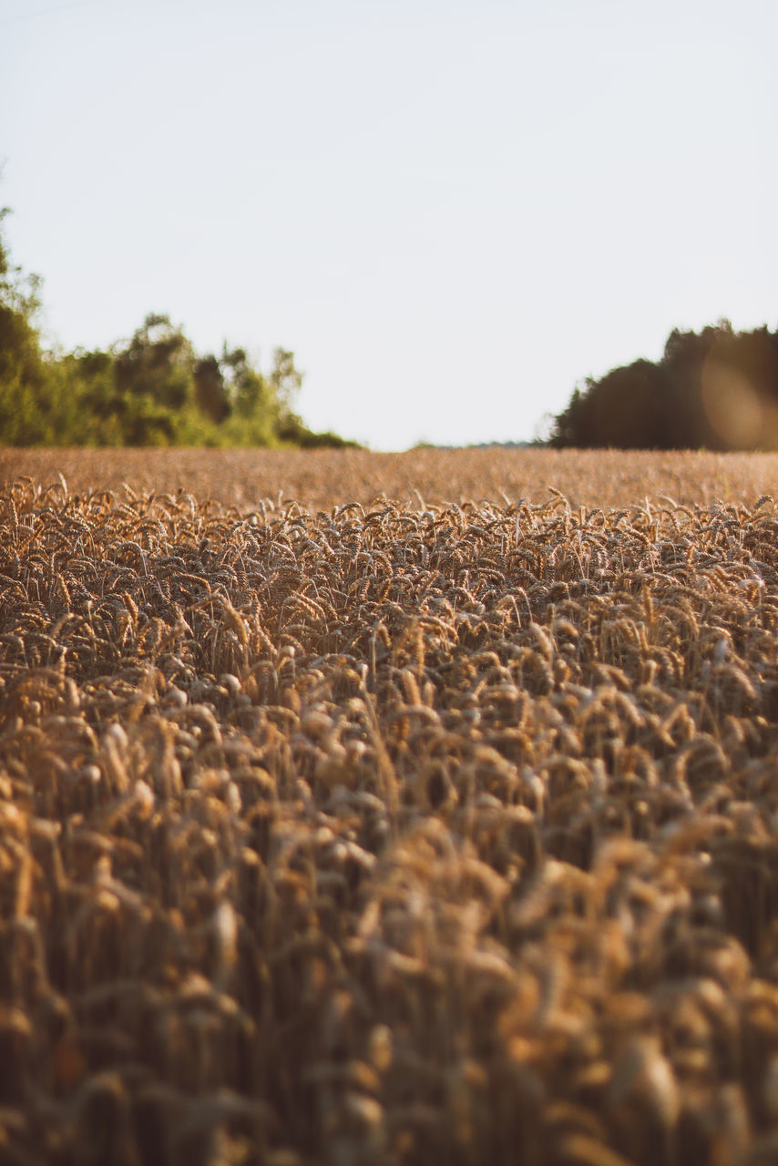 FIELD AGAINST CLEAR SKY