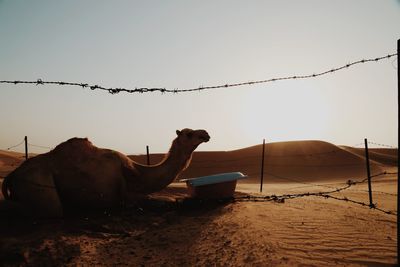 View of a camel on the ground