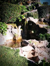 Plants growing by rocks