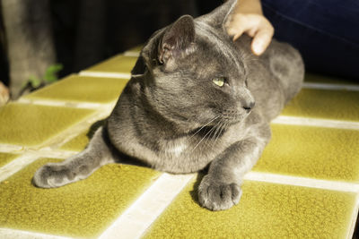 Close-up of hand holding cat