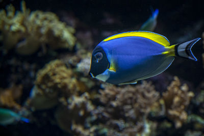 Close-up of fish swimming in sea