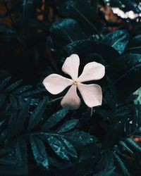 High angle view of flowering plant