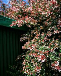 Low angle view of flower tree