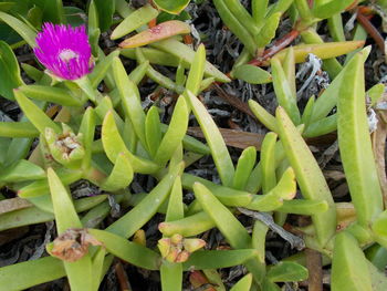 Close-up of purple flowers
