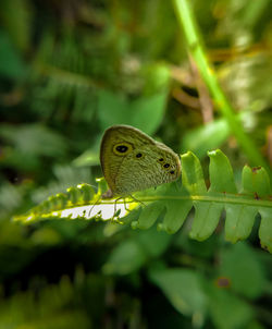 Close-up of a lizard on leaf