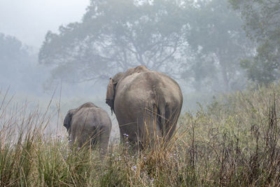 View of an animal on field