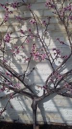 Pink flowers on tree