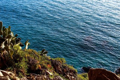 High angle view of bird on rock by sea